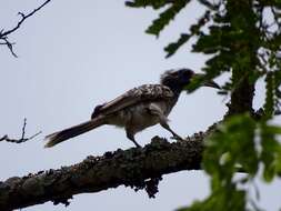 صورة Lophoceros pallidirostris (Hartlaub & Finsch 1870)