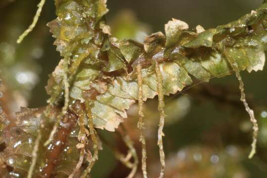 Image of greater whipwort