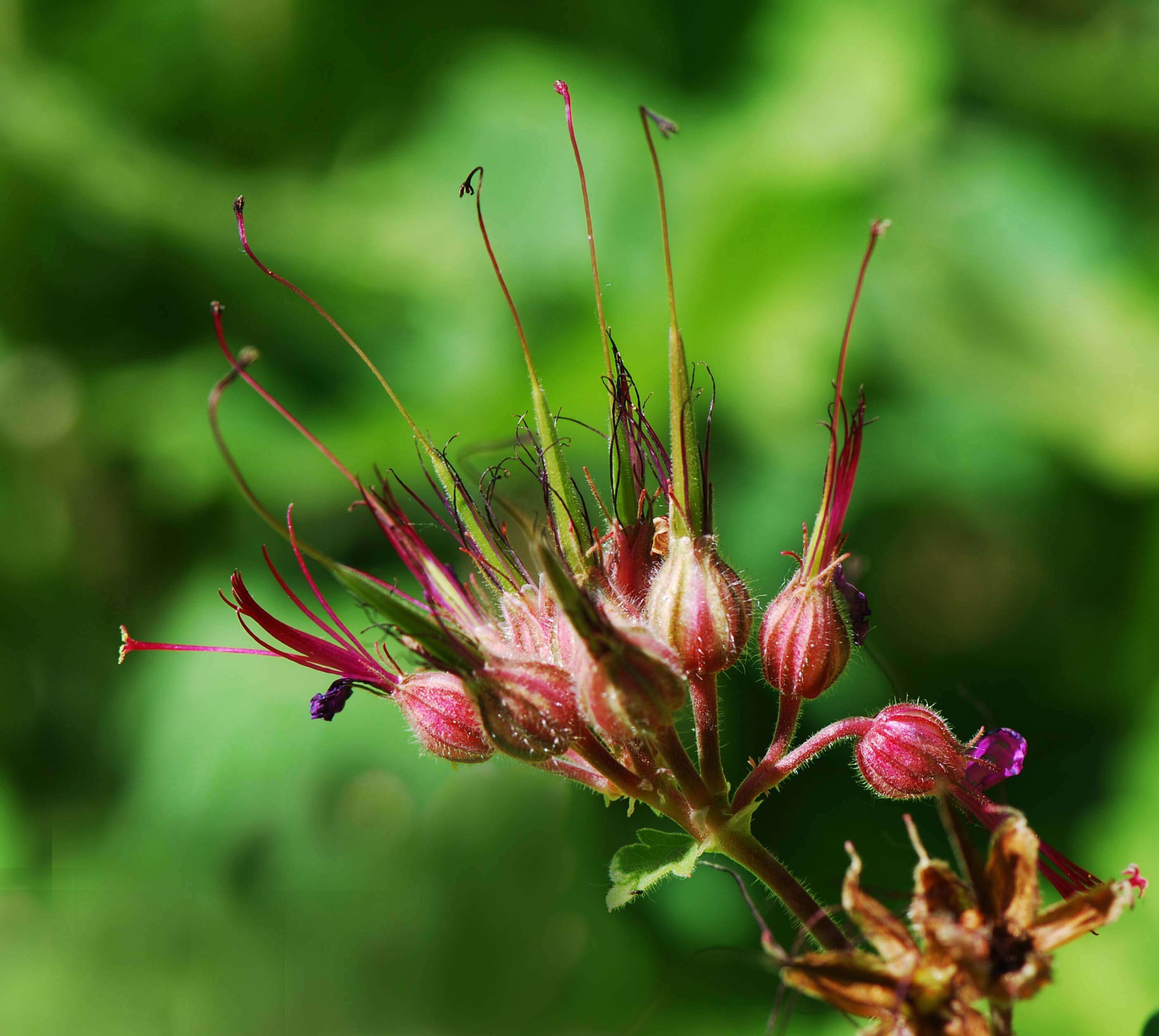 Imagem de Geranium macrorrhizum L.