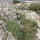 Imagem de Erodium celtibericum Pau