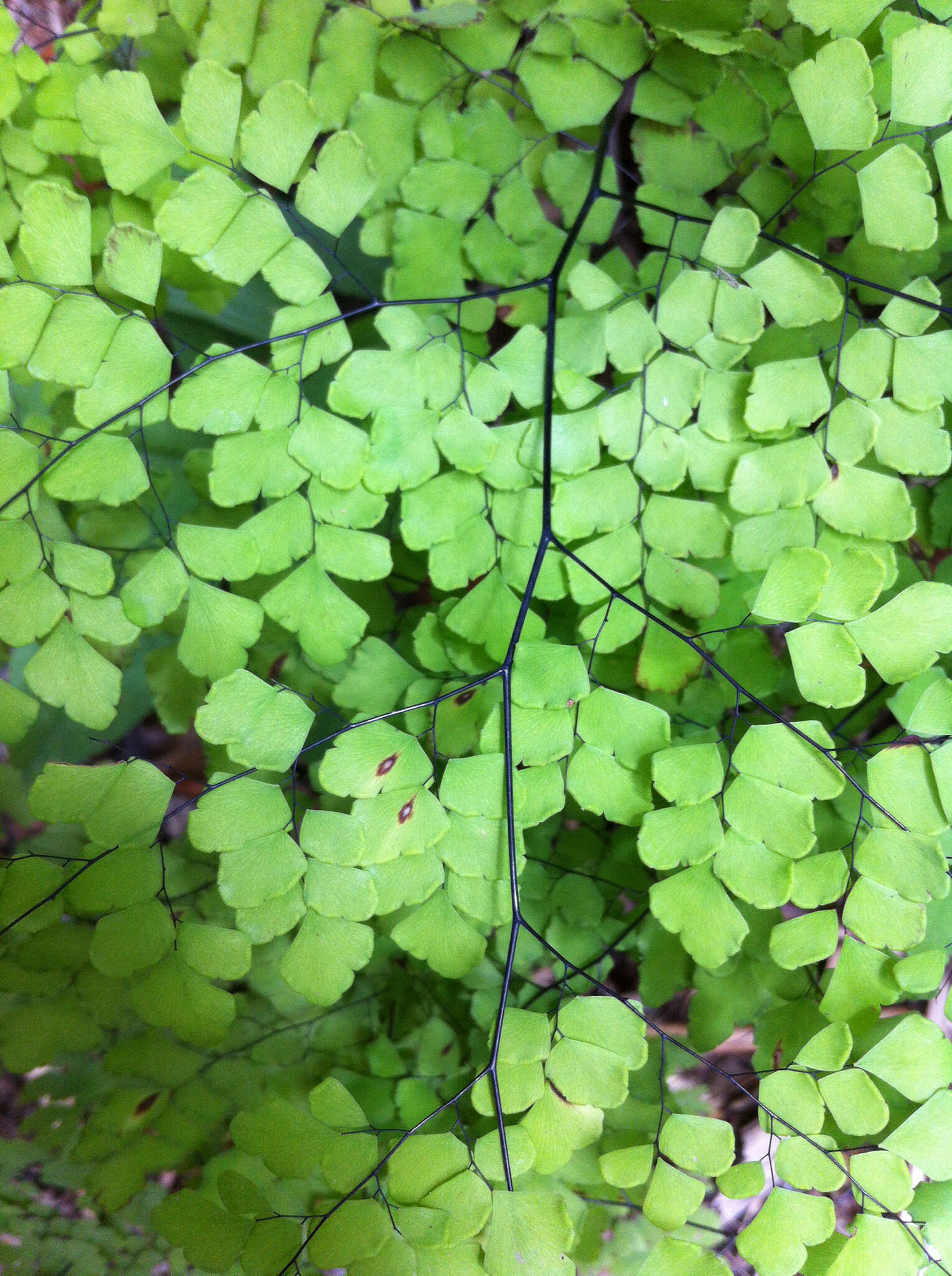 Image of fan maidenhair