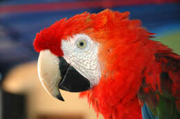 Image of Scarlet Macaw