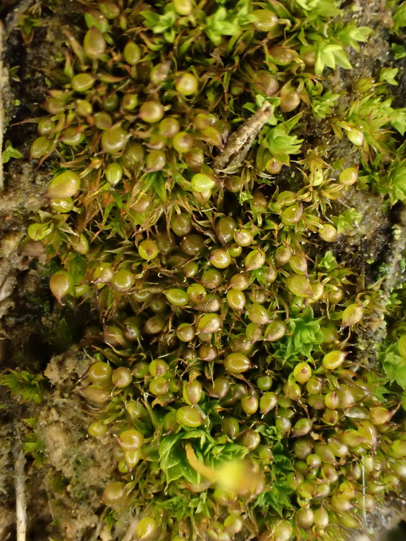 Image of Microbryum curvicollum