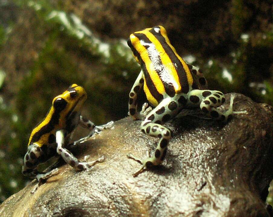 Image of Sira Poison Frog