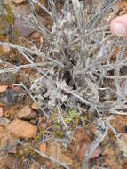 Image of Pelargonium alternans subsp. alternans