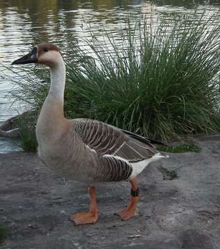 Image of Swan Goose