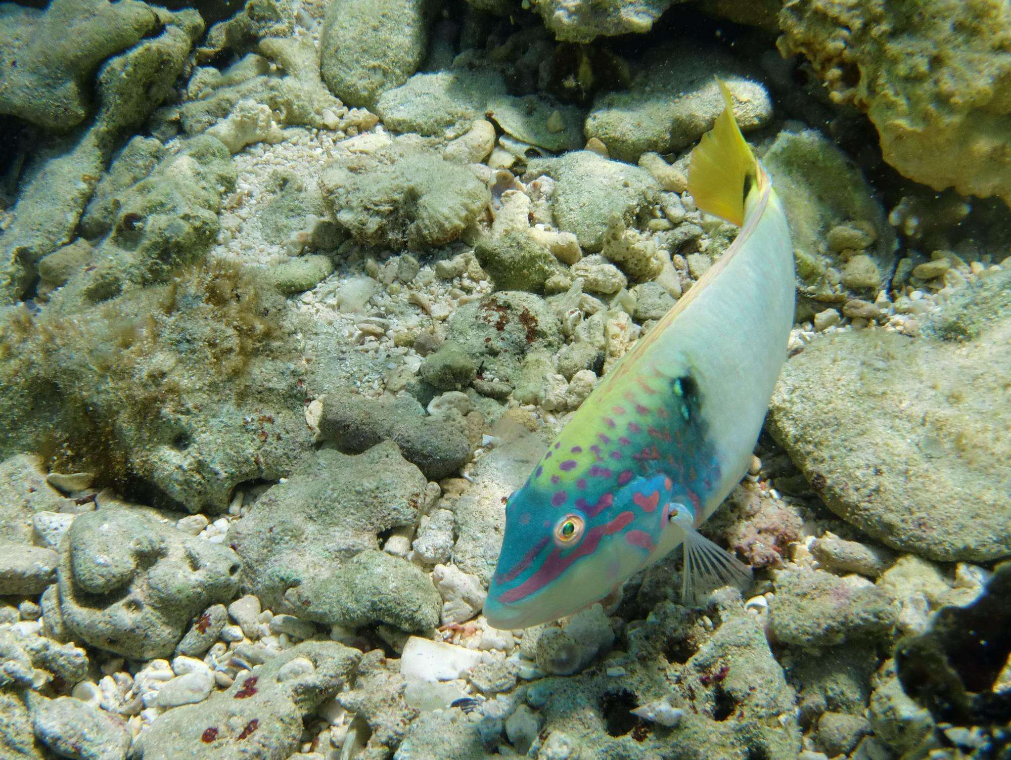 Image of Threespot wrasse