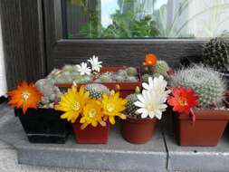 Image of Rebutia minuscula K. Schum.