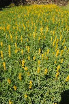 Image of European yellow lupine