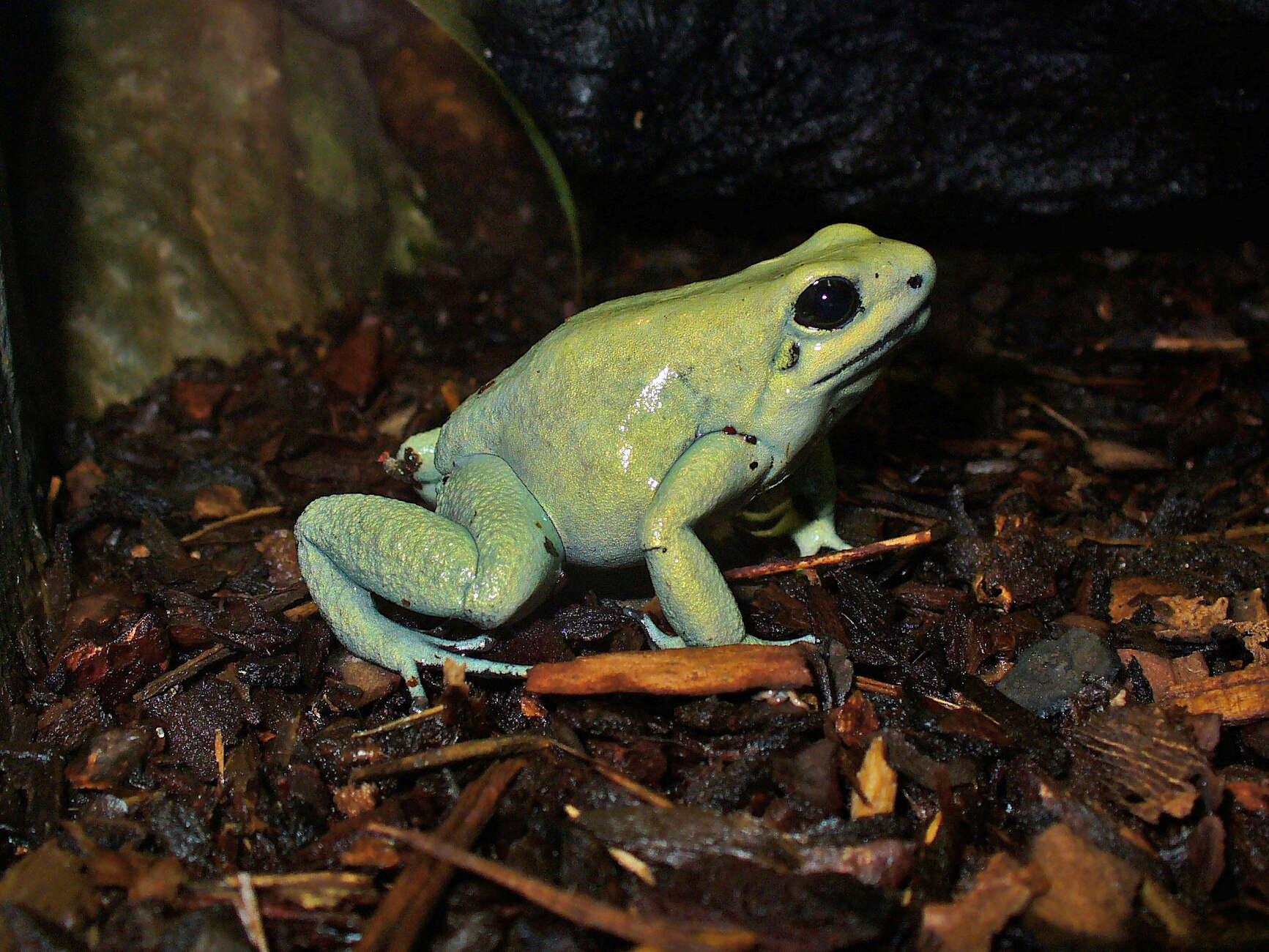 Image of Golden Poison Frog