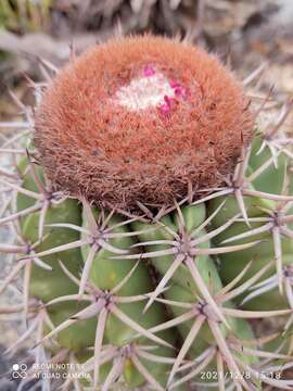 Image of Melocactus zehntneri (Britton & Rose) Leutzelb.