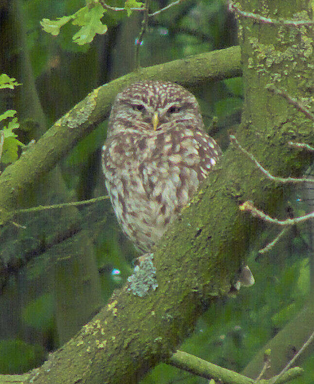 Image of Little Owl