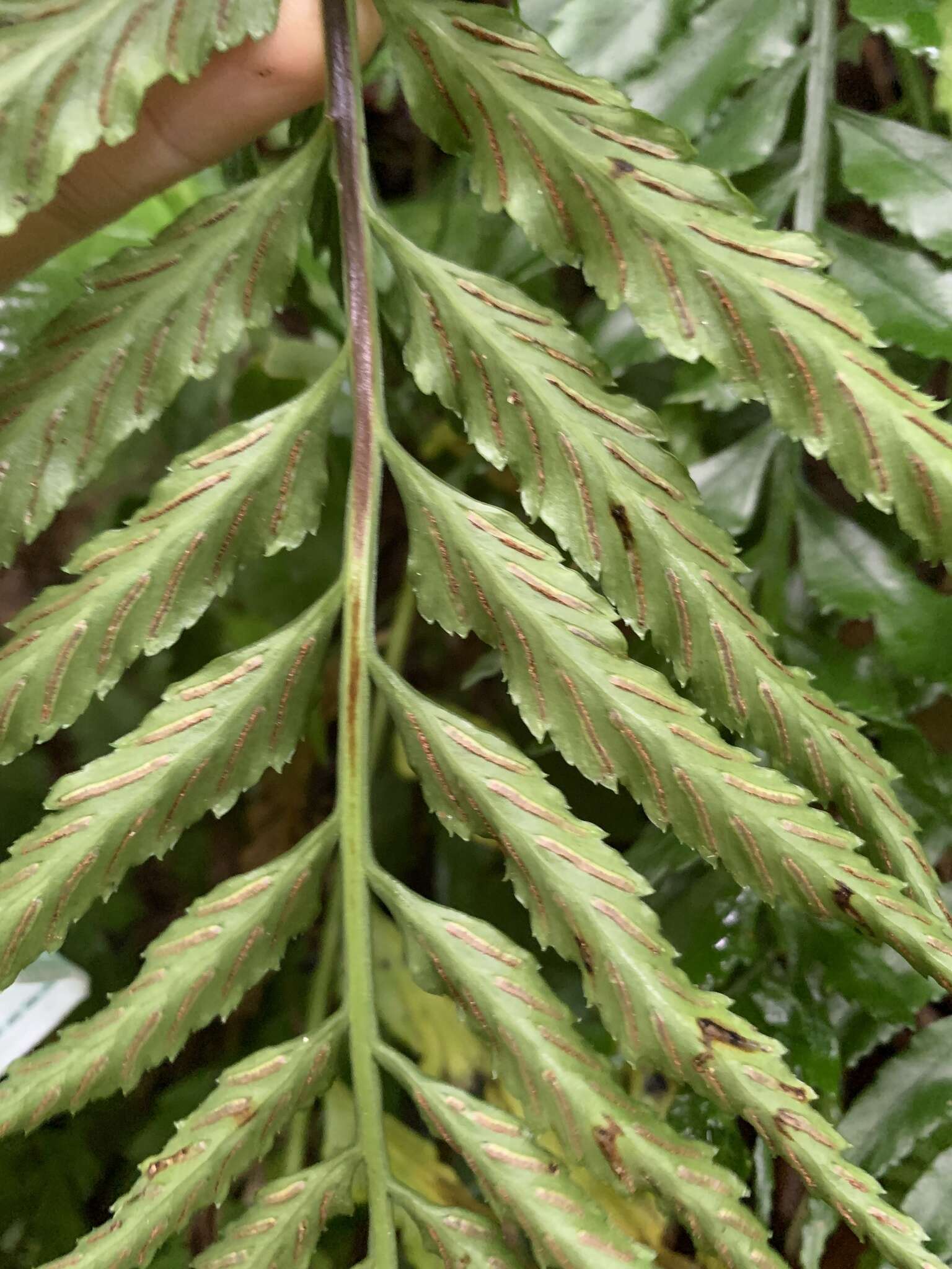 Image of Asplenium wrightii Eaton ex Hook.