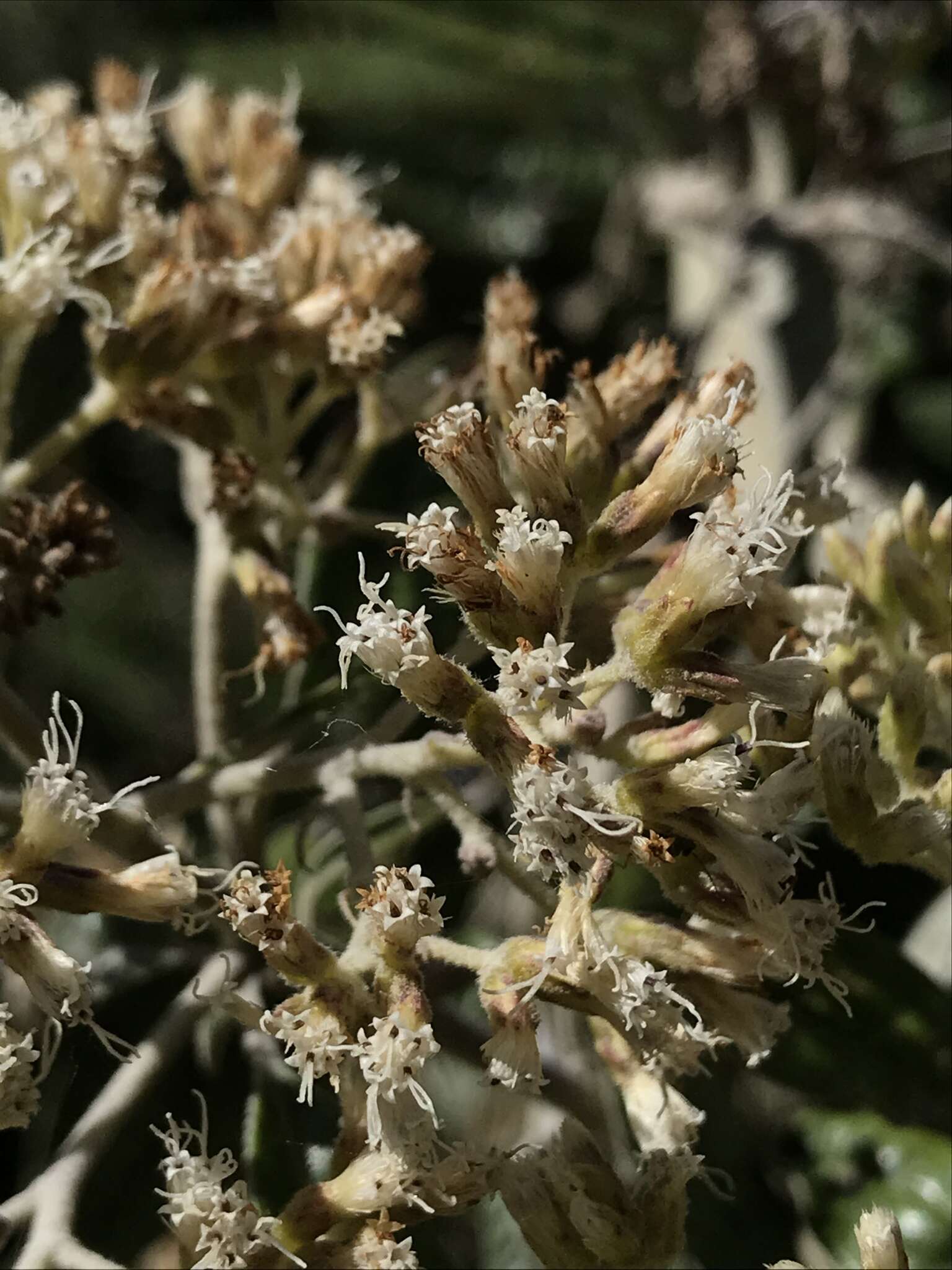 Ageratina asclepiadea (L. fil.) R. King & H. Rob.的圖片