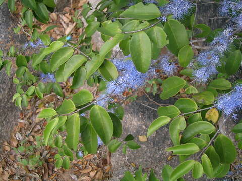 Image of Memecylon umbellatum Burm. fil.