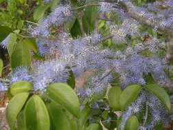 Слика од Memecylon umbellatum Burm. fil.