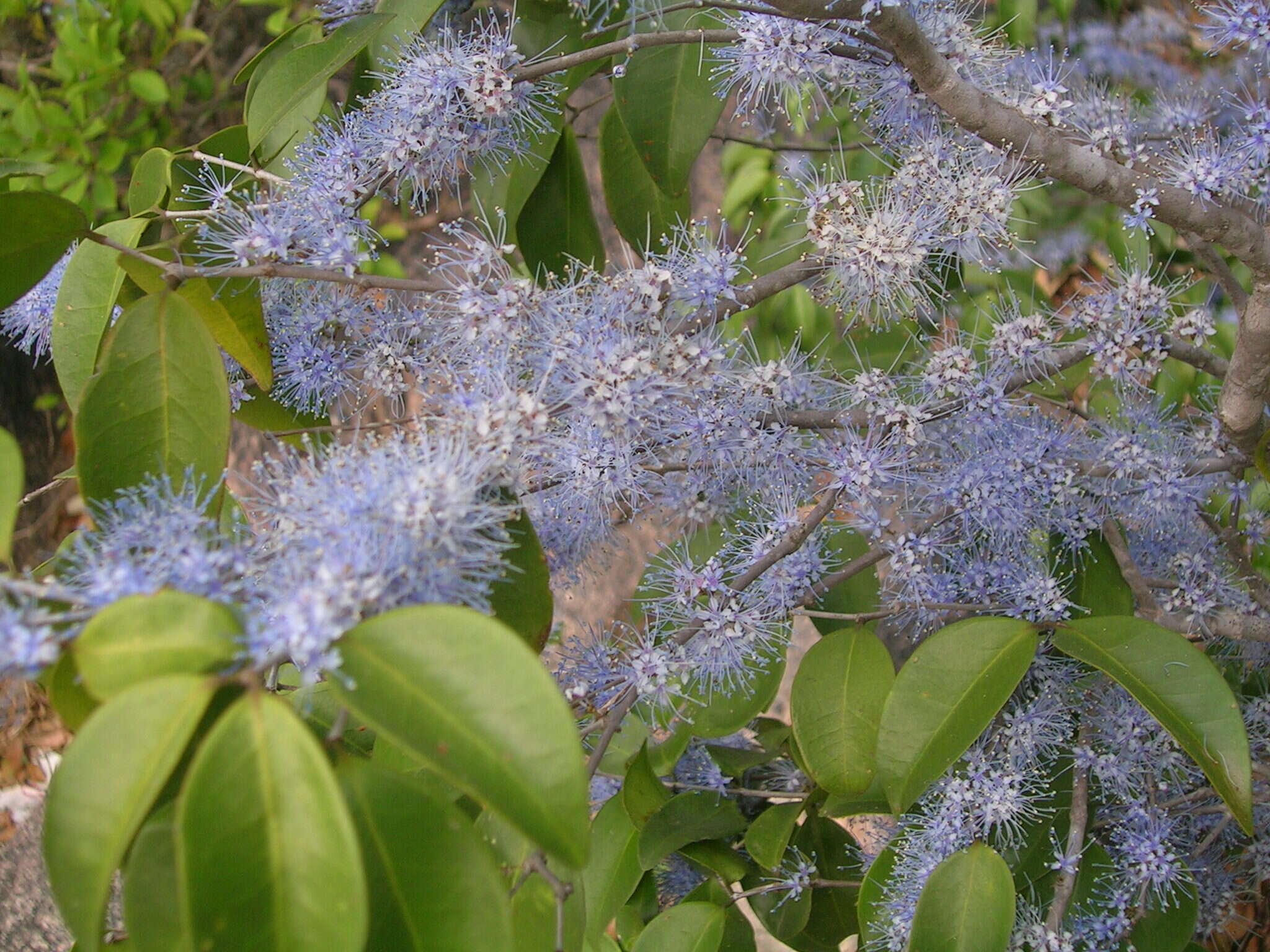 Слика од Memecylon umbellatum Burm. fil.