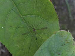 Image of Limnophilella delicatula (Hutton 1900)