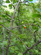 Image de Erythroxylum rotundifolium Lunan