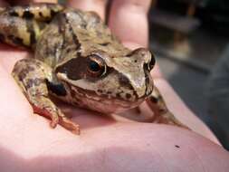 Image of Common frog