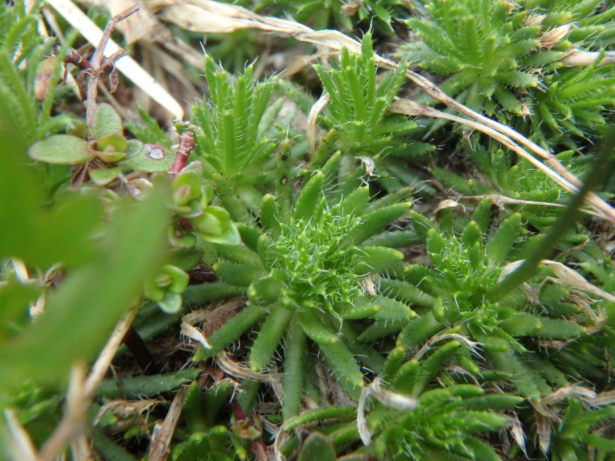 Image of yellow whitlow-grass