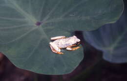 Image of Heterixalus punctatus Glaw & Vences 1994