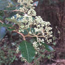 Pomaderris elliptica Labill. resmi