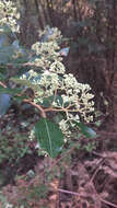 Слика од Pomaderris elliptica Labill.