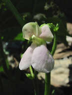 Image of kidney bean