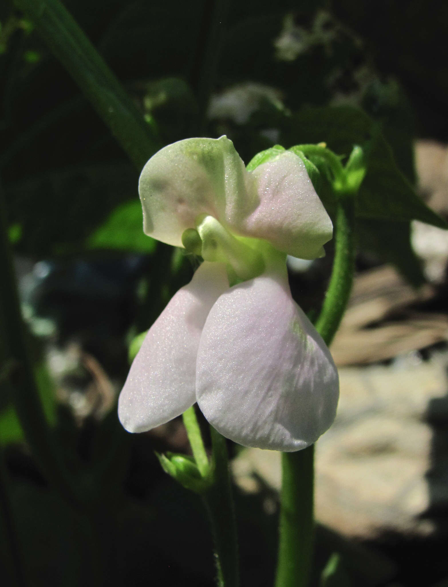 Image of kidney bean