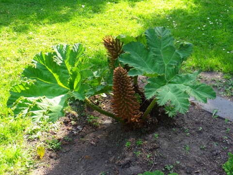 Image of giant rhubarb