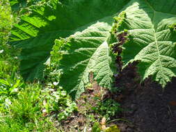 Image of giant rhubarb