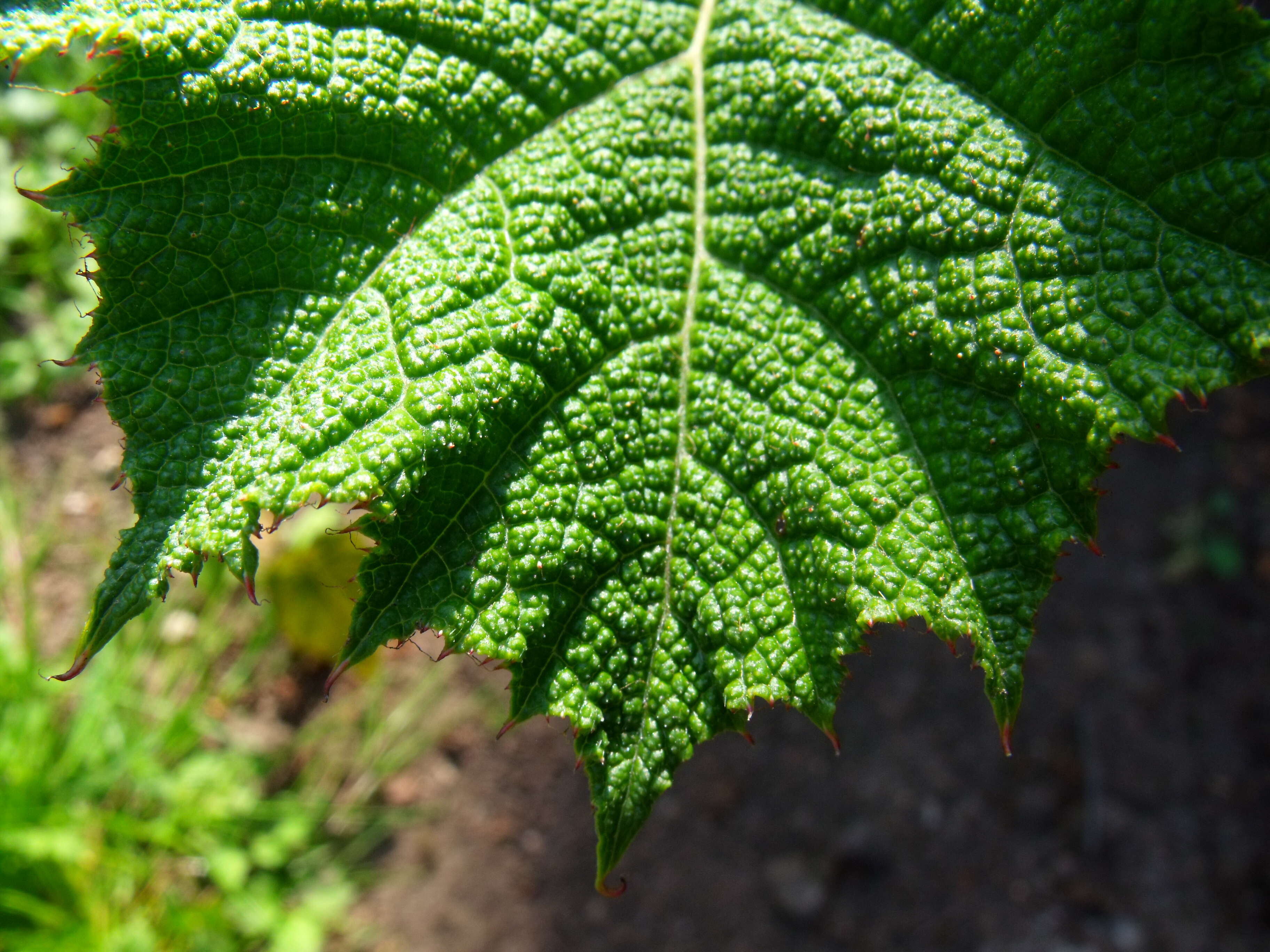 Image of giant rhubarb