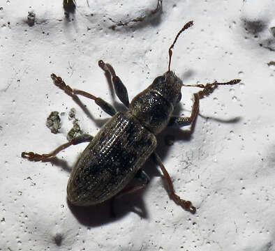 Image of Broad-nosed Weevils