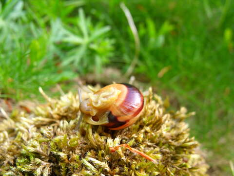 Image of Brown Lipped Snail