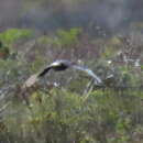 Image of Black Harrier