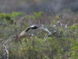 Image of Black Harrier