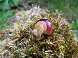 Image of Brown Lipped Snail