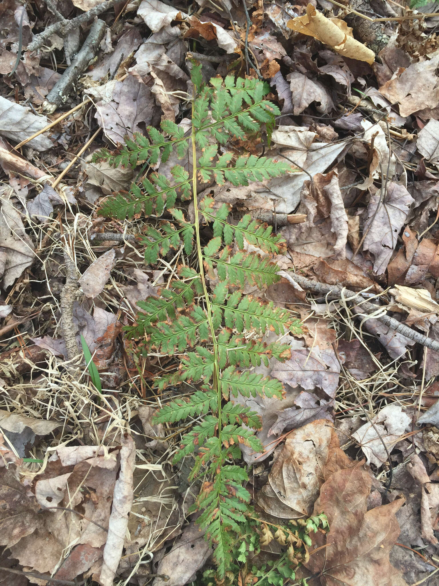 Image of narrow buckler-fern