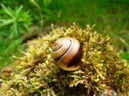 Image of Brown Lipped Snail