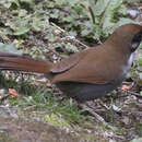 Image of Grey-sided Laughingthrush