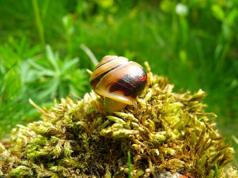 Image of Brown Lipped Snail