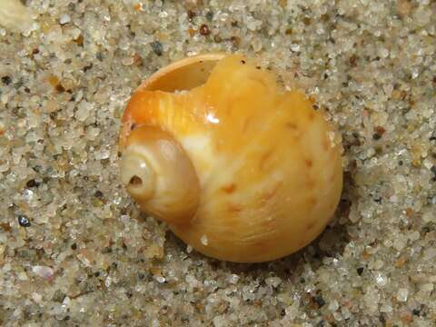 Image of Alder's necklace shell