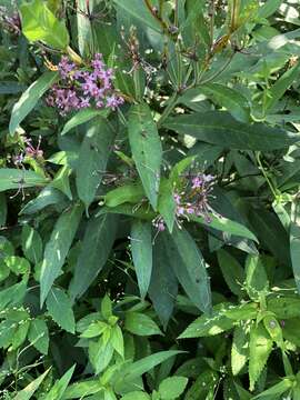 Sivun Asclepias incarnata subsp. pulchra (Ehrh. ex Willd.) Woods. kuva