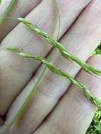 Image of white edge sedge