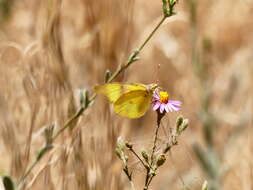 Image of Harford's Sulphur