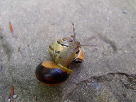 Image of Brown Lipped Snail