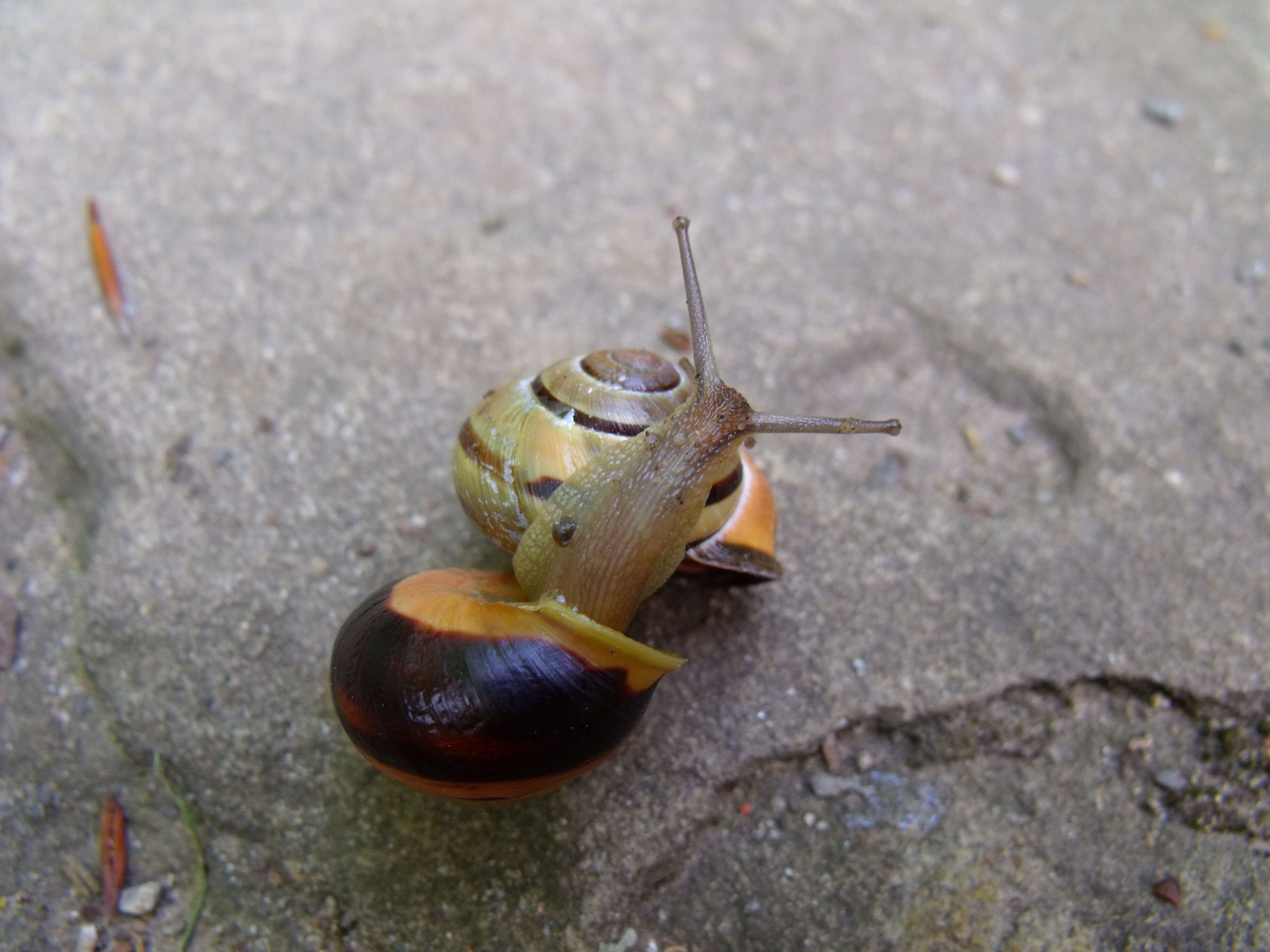 Image of Brown Lipped Snail