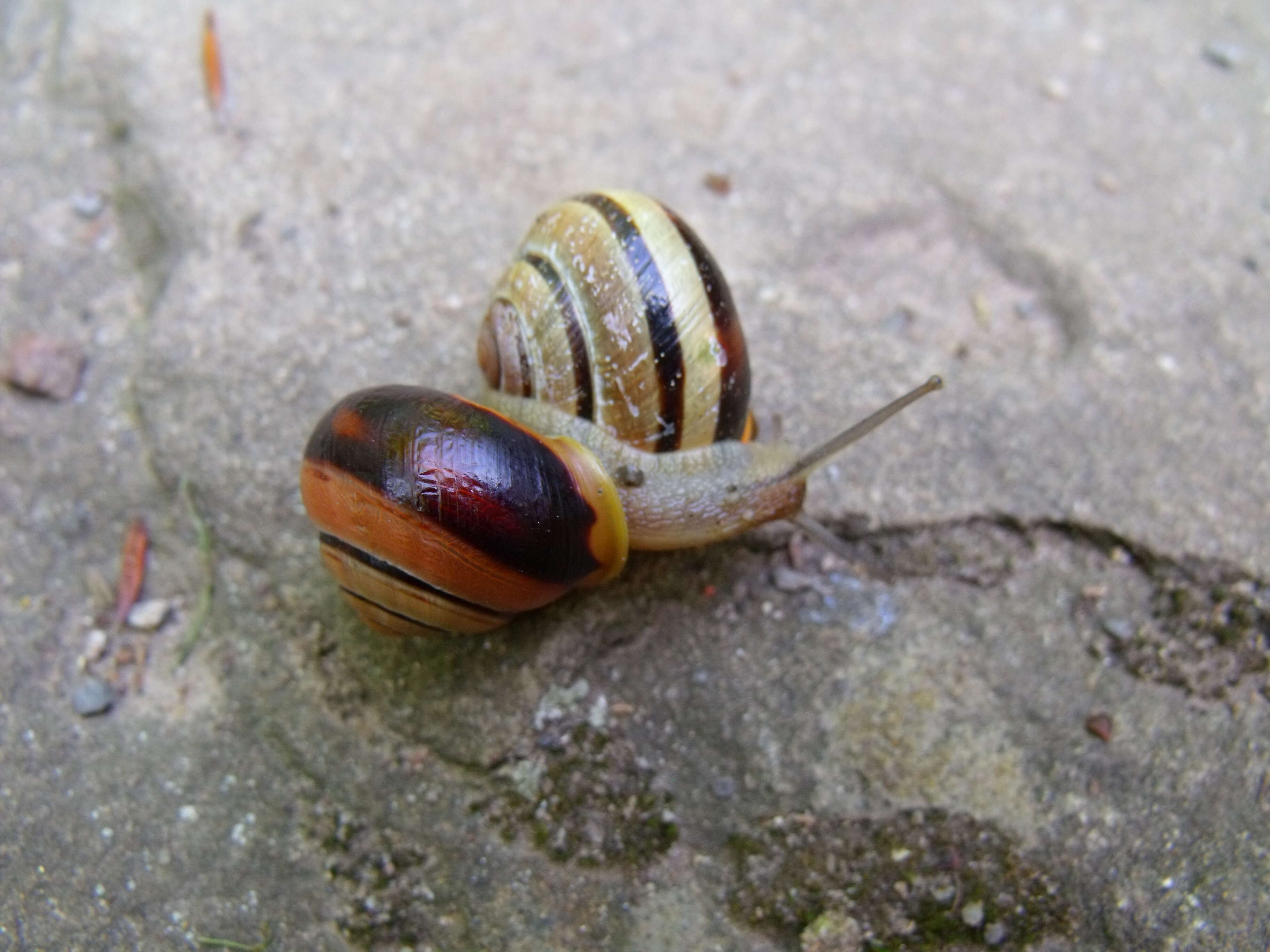 Image of Brown Lipped Snail