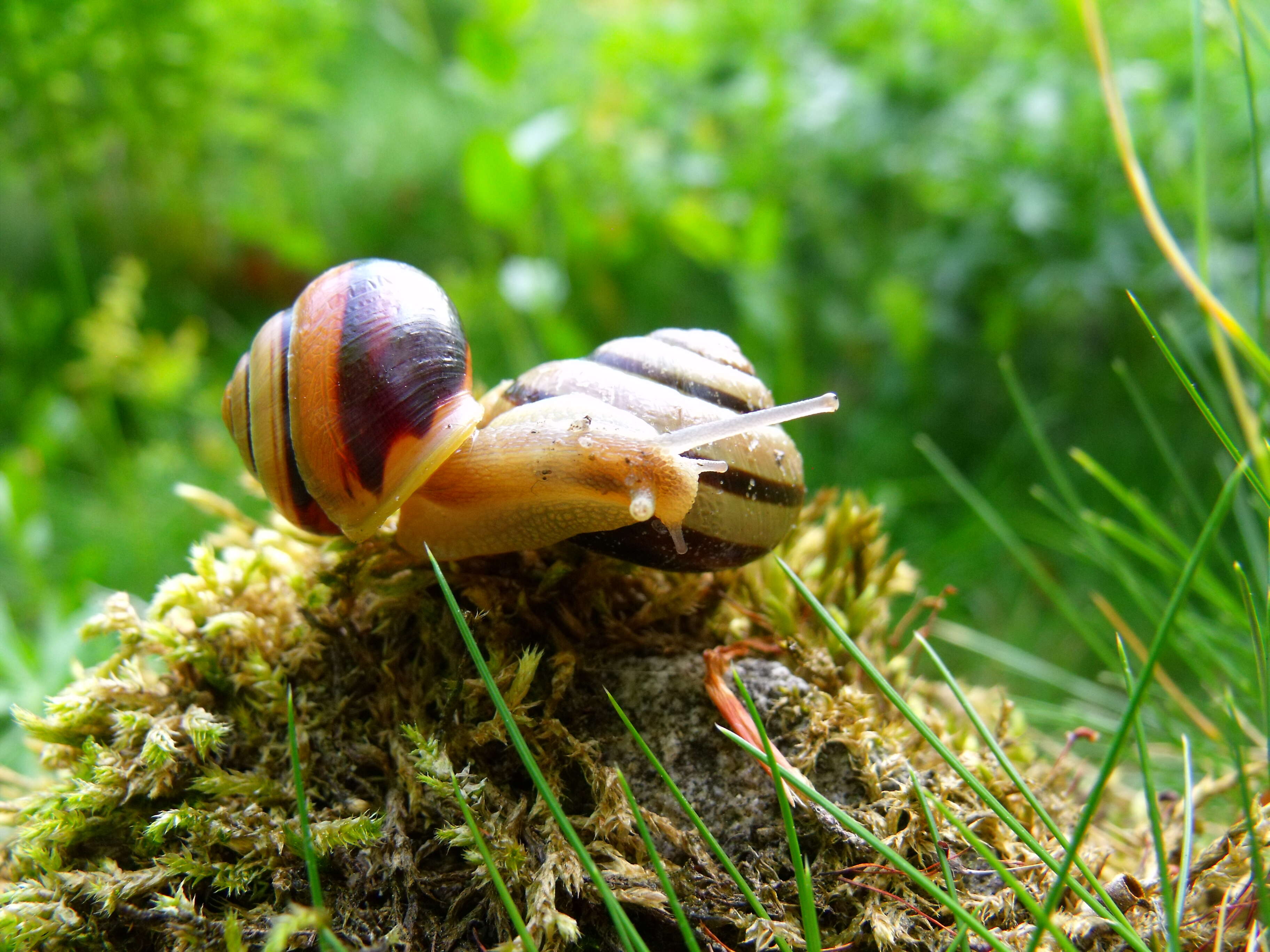 Image of Brown Lipped Snail